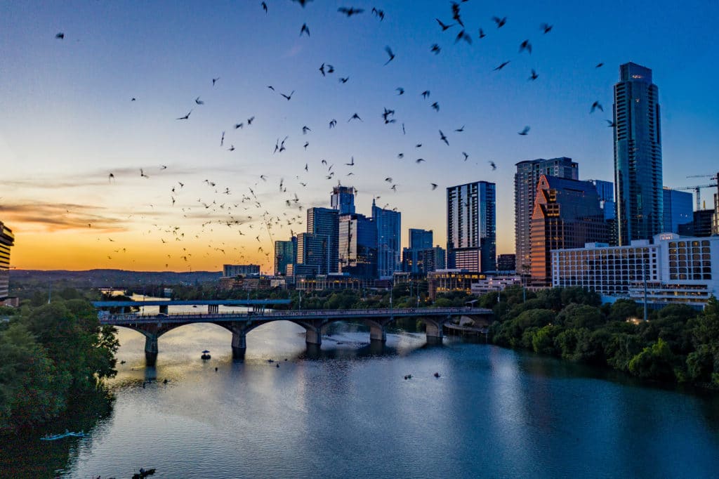 Austin Bat Watching