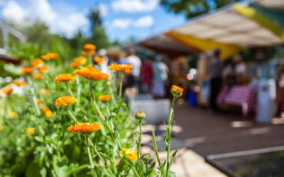 Austin Farmers Market Guide