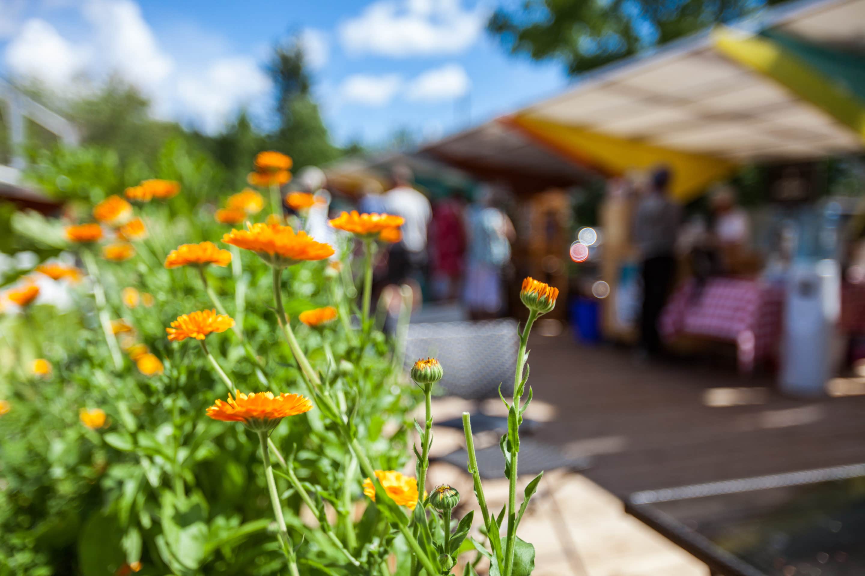 Austin Farmers Market Guide