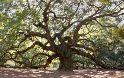 Preventing Oak Wilt: A Threat to Central Texas Trees