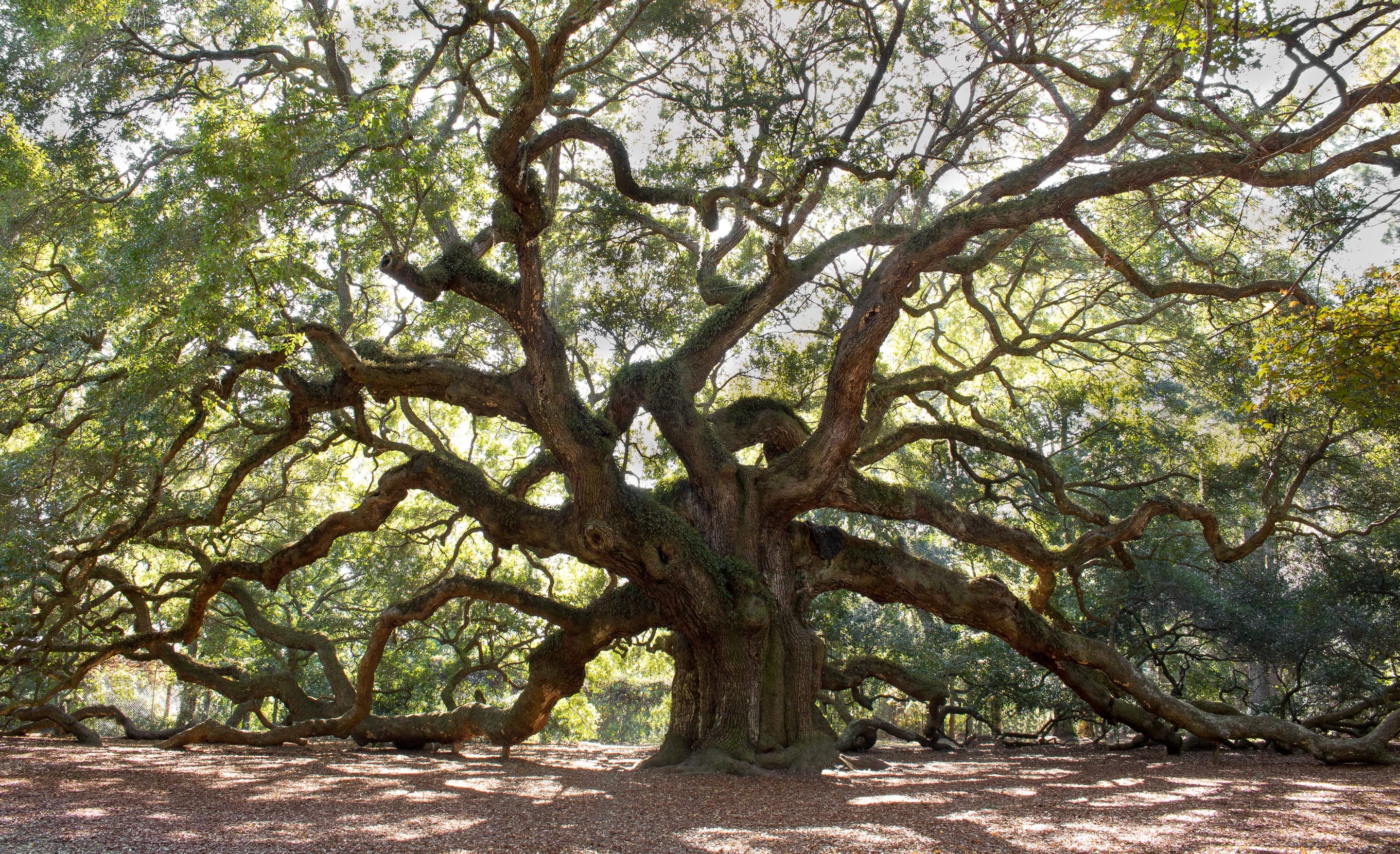 Austin Texas Oak Wilt Care Guide